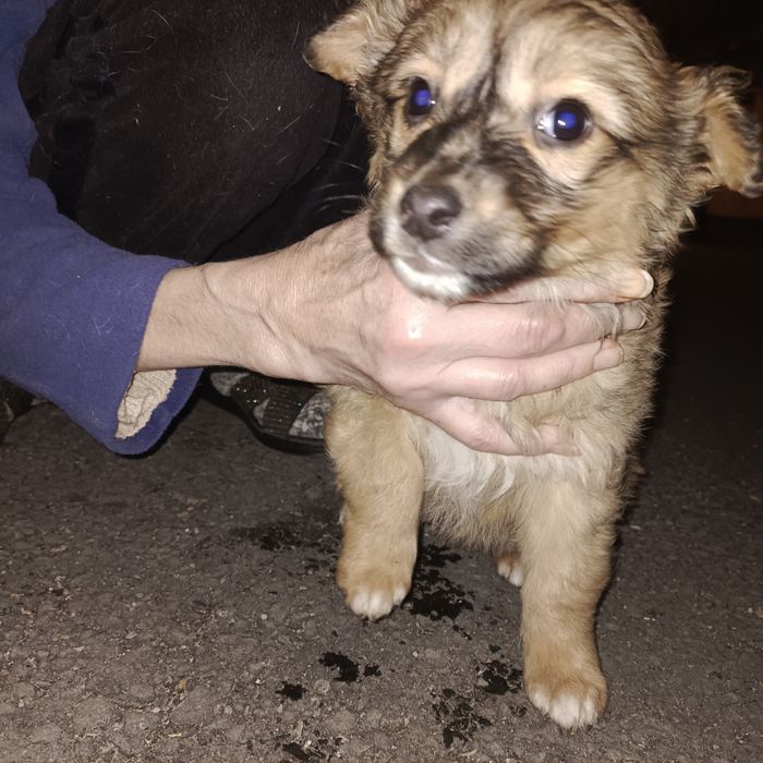 Щенки мальчики..