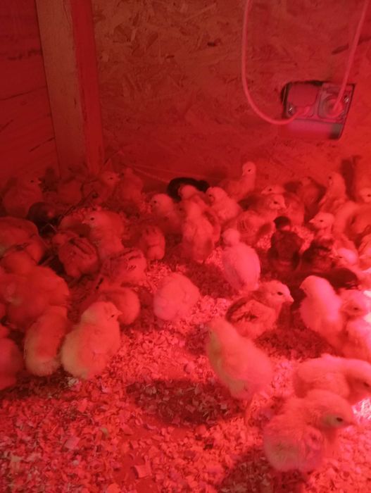 Vând puii de găină de o săptămână