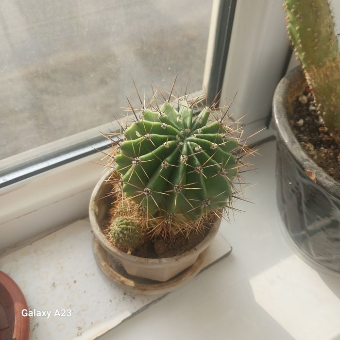 Комнатные цветы кактусы