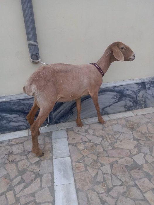 Moda qoʻy sotiladi