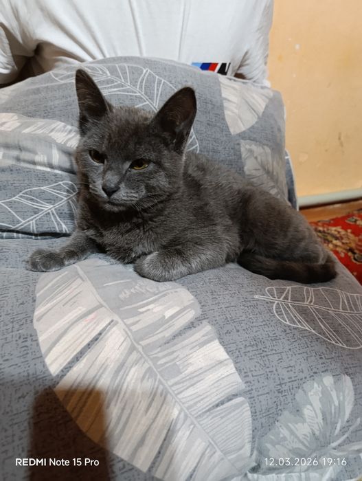 «Продается милый маленький котенок»