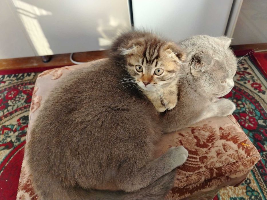 Мушукча сотилади