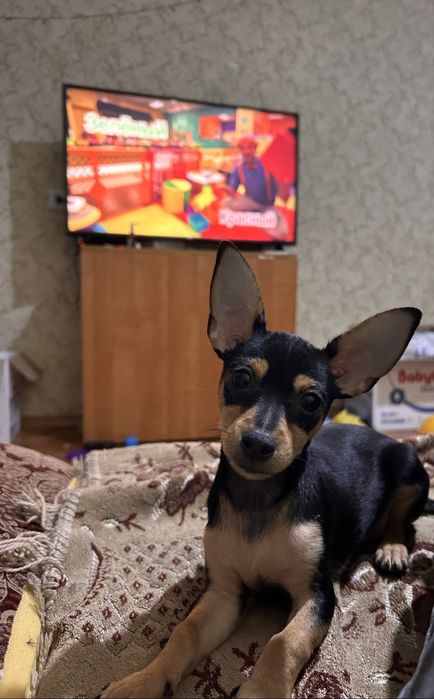 Продам Той-терьера