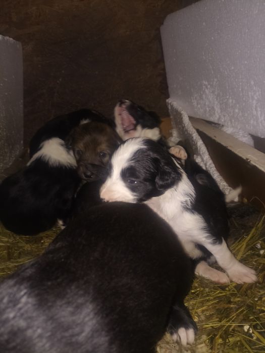 Отдам щенят добрые руки.