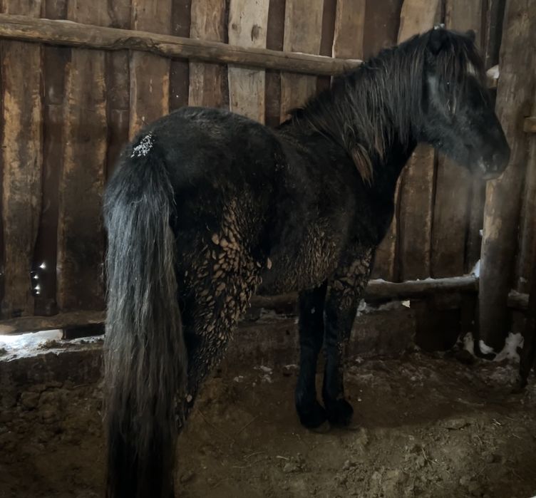 2 бас дөнен сатам семіртілген