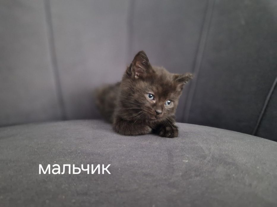 Отдам котят срочно