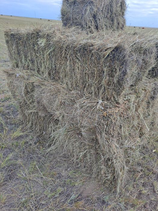 Сено в тюках и рулонах  с поля
