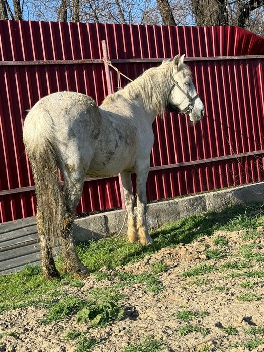 Продам кобыл с жеребенком и жеребую