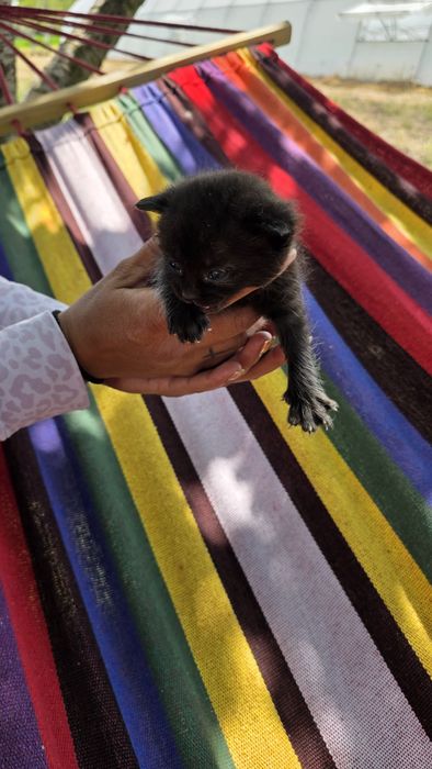 Подаряват малки котенца три броя.