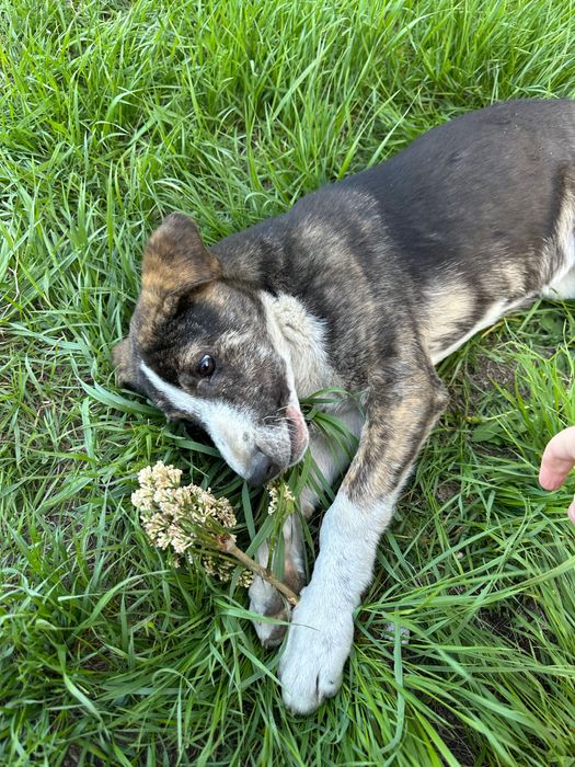 Собака в добрые руки