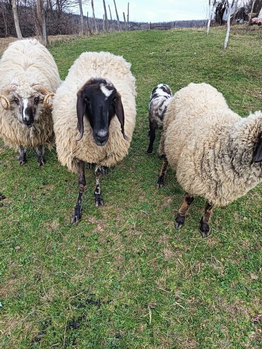 Vând 2 oi un și un berbec