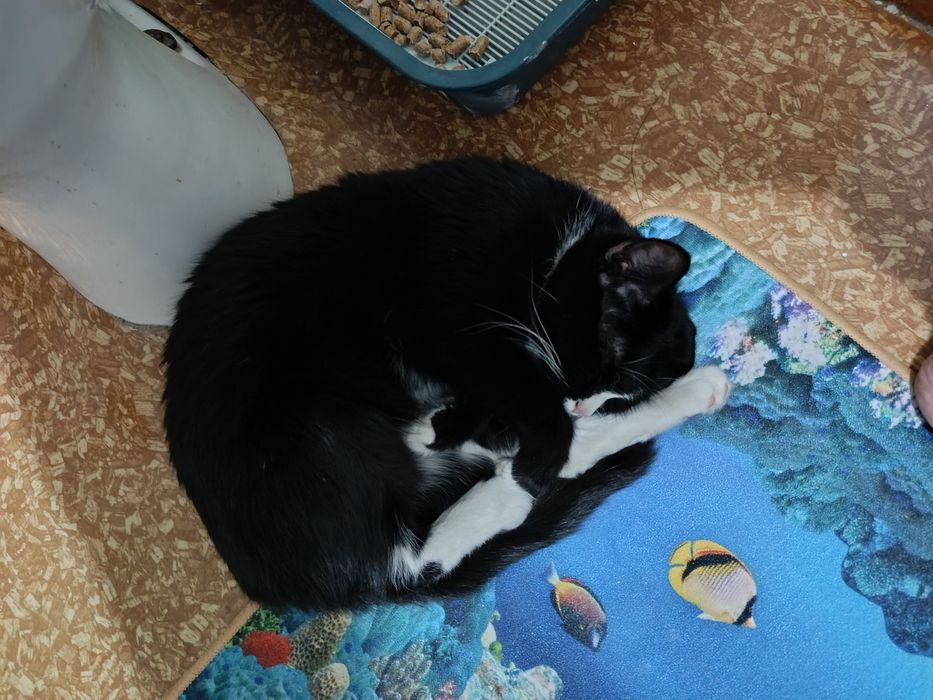 Ищем дом или передержку кошечек