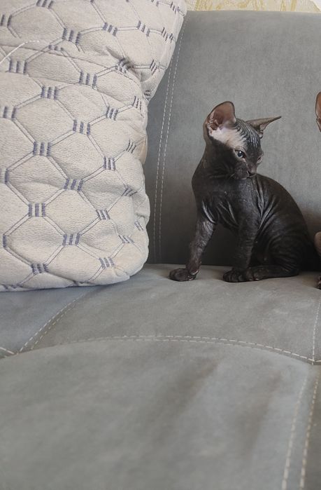 Котенок донского сфинкса