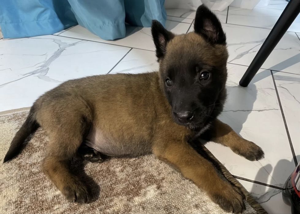 Щенки Бельгийской овчарки