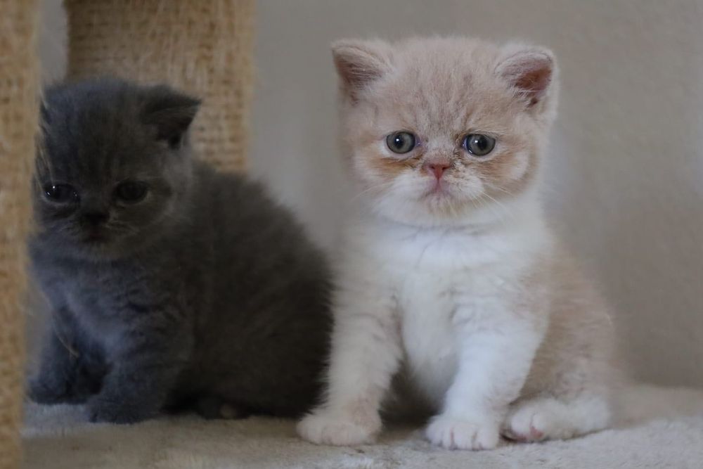Britskorthaar kittens