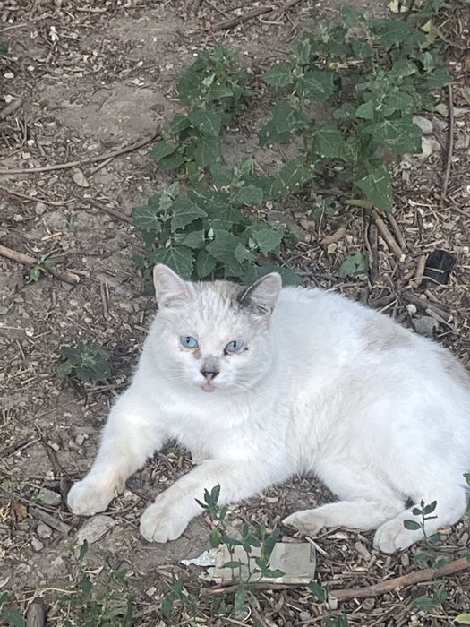 Отдам котика в добрые руки