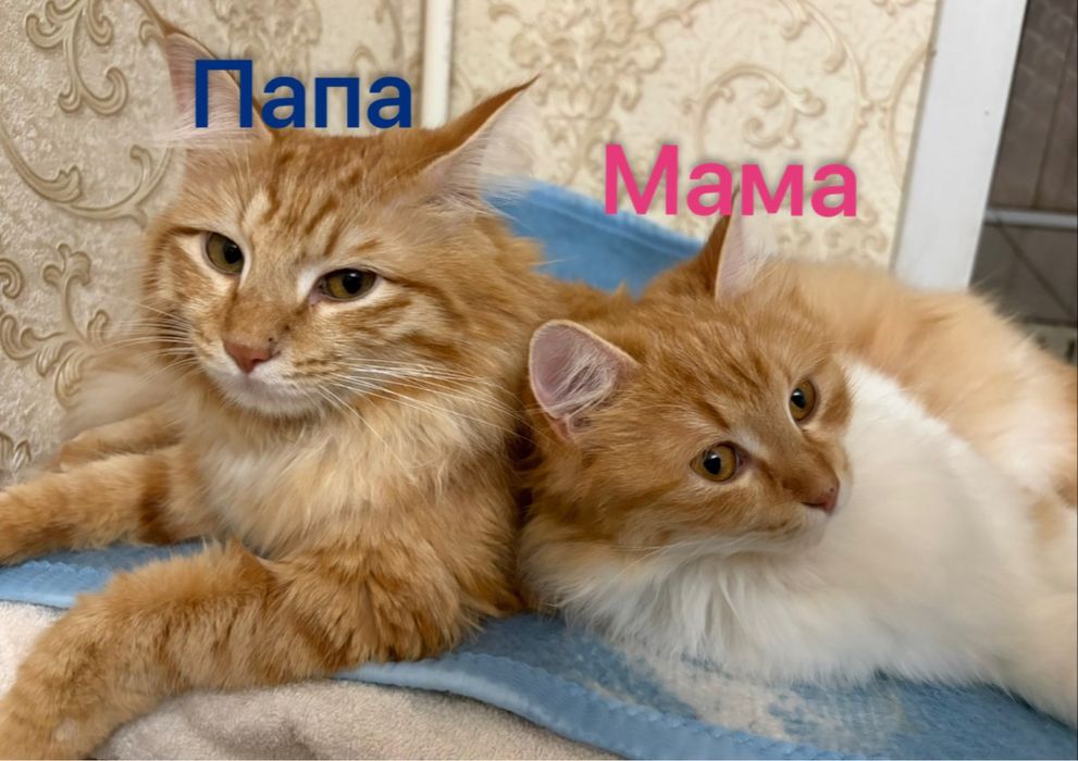 Котята домашние