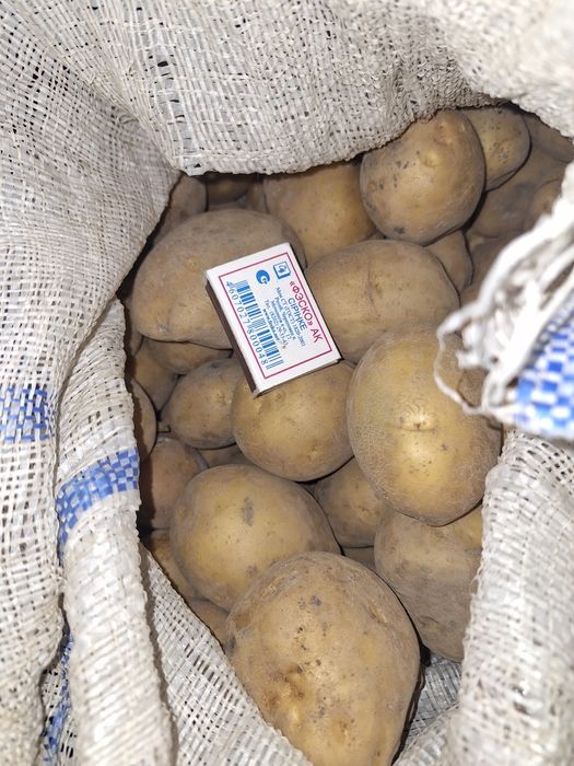 Крупный домашний картофель