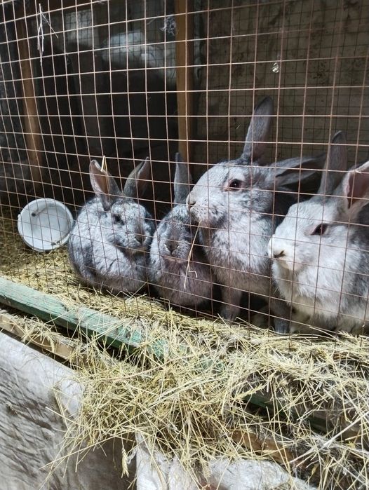 Кролики 3месячные 3000 тенге