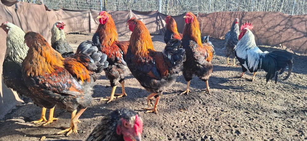 Disponibil cocosi Wyandotte,Australorp,Italiene.