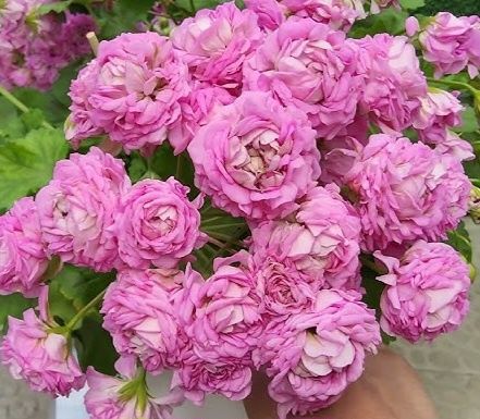 Сортовые пеларгонии