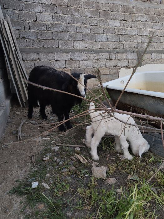 Ешкі лақ занен ешкілер