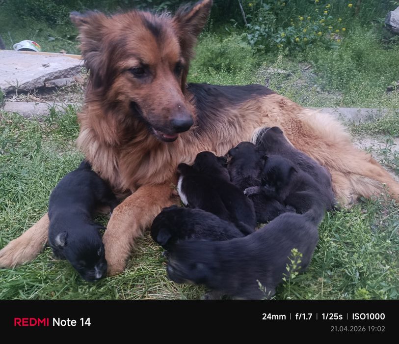 Щенки Алабая и немецкой овчарки