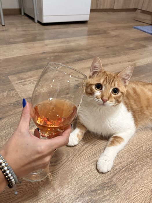 Подарявам Коте на  година и половина кастрирано