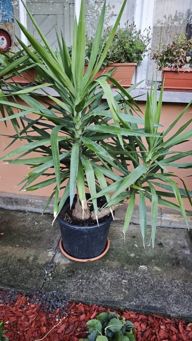 Vând plante yucca 170-180cm