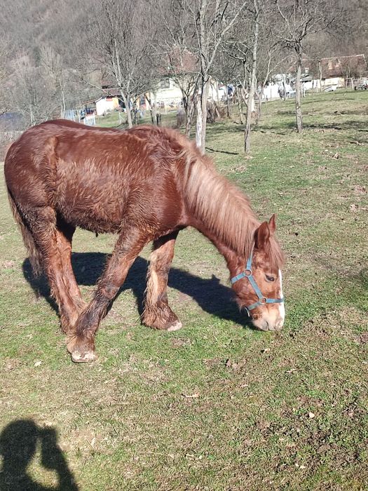Vând mânz ardenez de 9 luni foarte cuminte