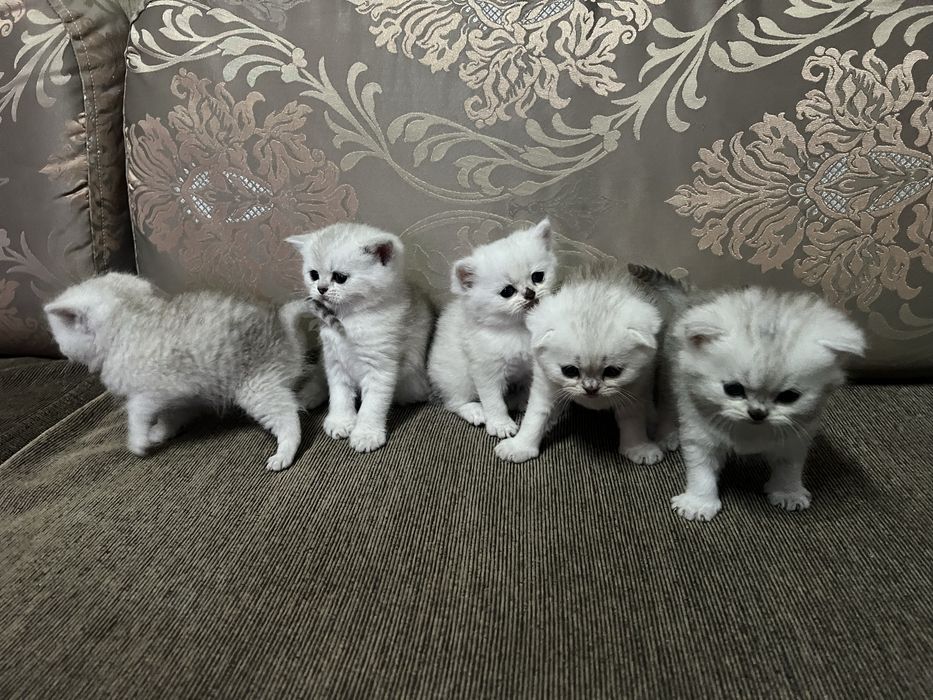 Британски  сребърни