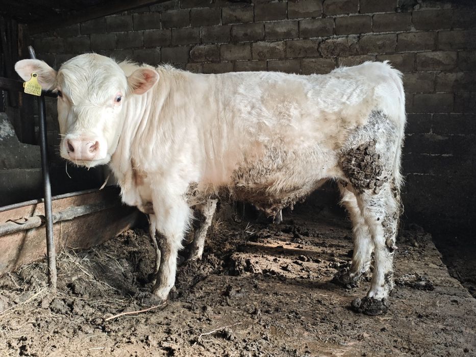 Аулиеколь бык производитель