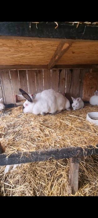 Vand femela UDT cu 6 pui