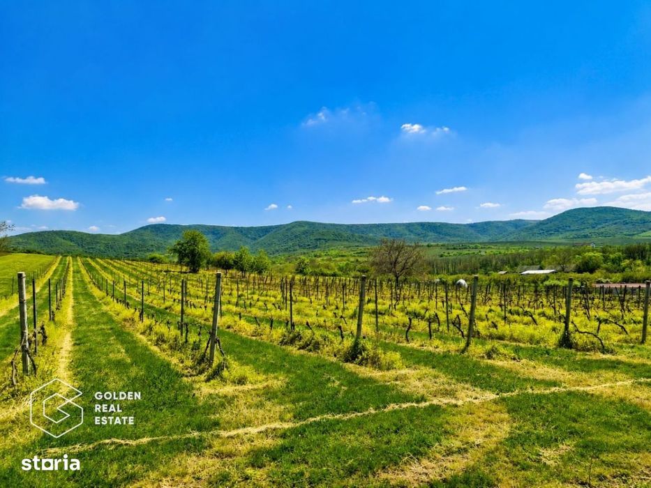 1,35 hectare vie pe rod (Cabernet si Merlot), Siria
