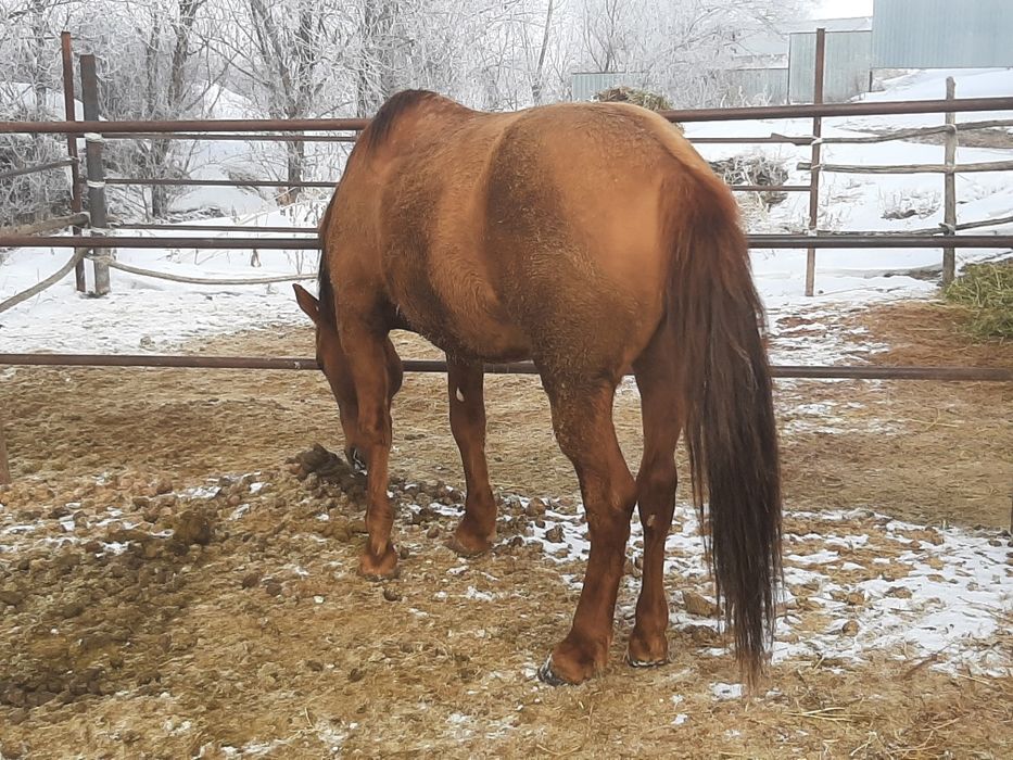 Айғыр, жеребец, лошадь