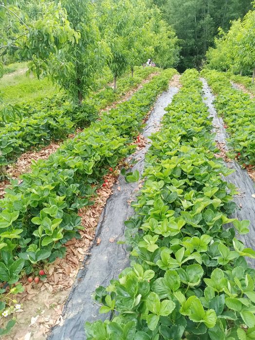 Stoloni de căpșuni Alba