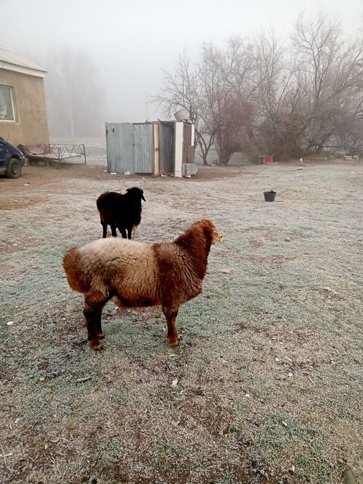 Қошқарлар сатылады