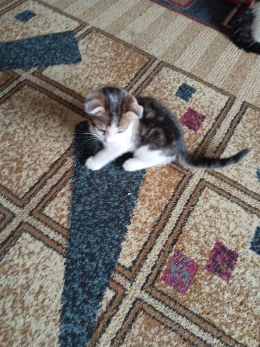 Отдам в хорошии руки