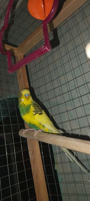 Продается Волнистый попугай