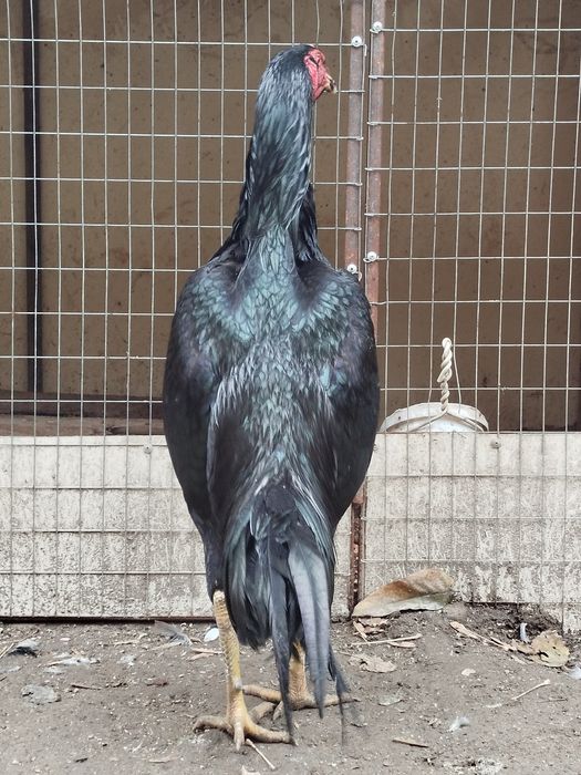 3 Моки 1 хуроз сотилади.