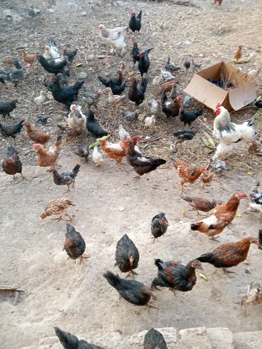 Inkubator jo'ja chiqarish