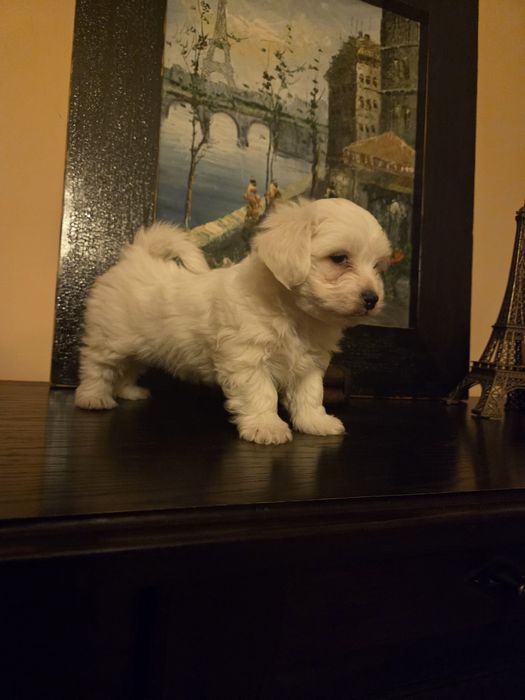 Bichon maltez talie mica