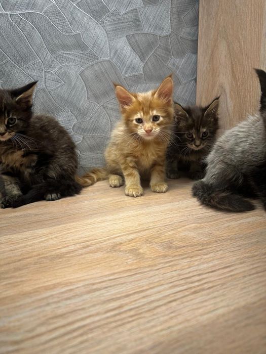 Продам шикарных котят.