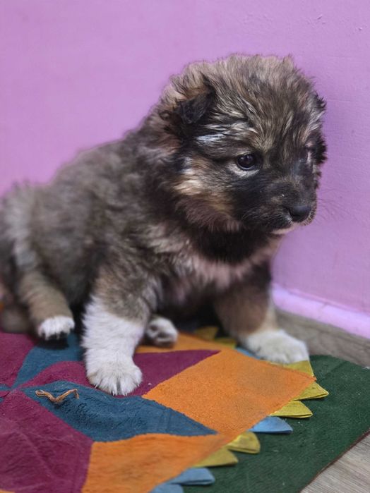 Щенки  девочки добрые руки