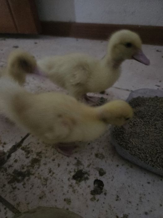 Продаются индоутята