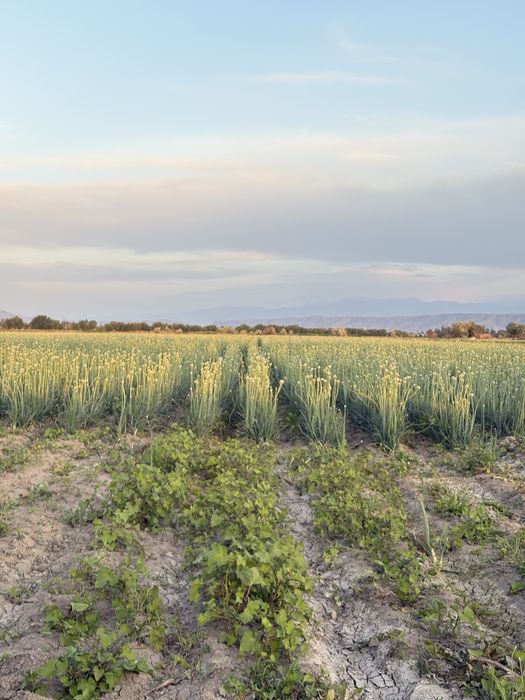Семена лука,стардас,нагал,манас