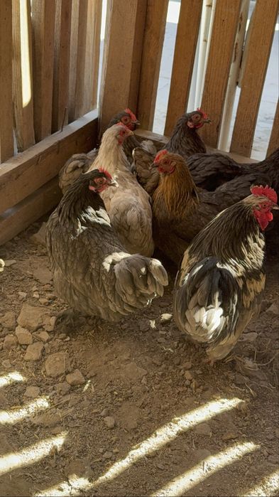 Карлик тауык кораз