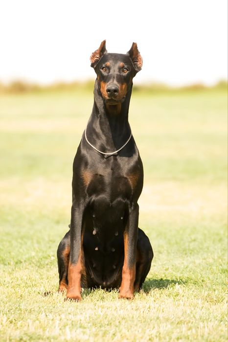 ПРОМОЦИЯ.    малки кучета  доберман