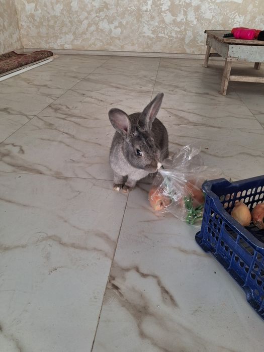Продам Кролика.Самка 4.5 месяца.