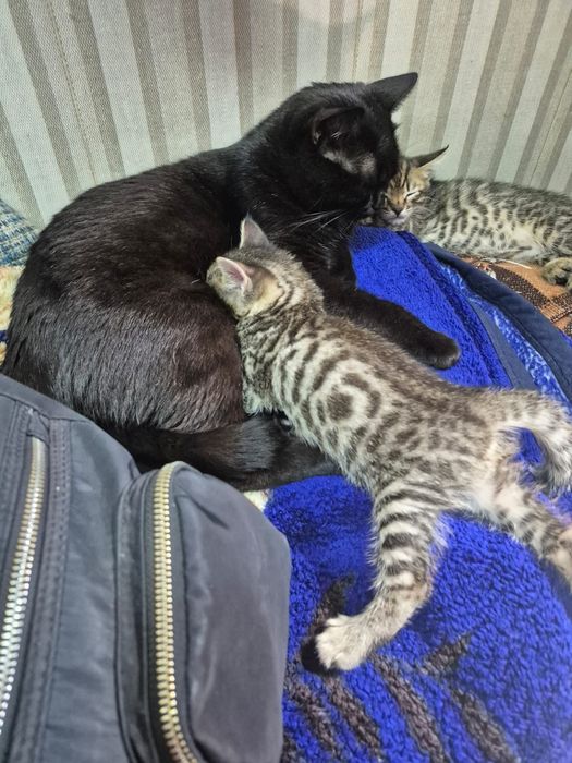 Отдам котенка Тигруша мальчик